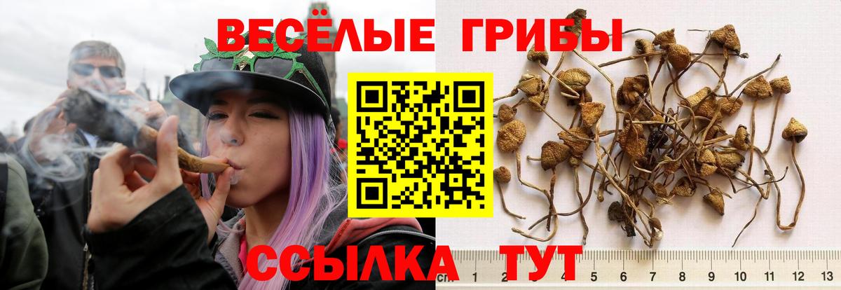 Галлюциногенные грибы MAGIC MUSHROOMS Богданович